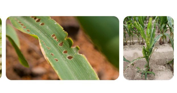 They Came in the Night: Armyworms Destroy 50 Acres in Volta Region, Leaving Farmers in Tears