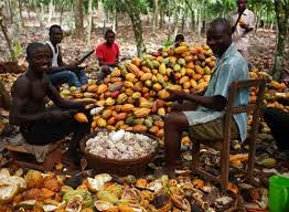 GH¢2.6 Billion Cocoa Lifeline: Will COCOBOD’s Latest Cash Injection Finally End Months of Payment Delays for Ghana’s Cocoa Farmers?